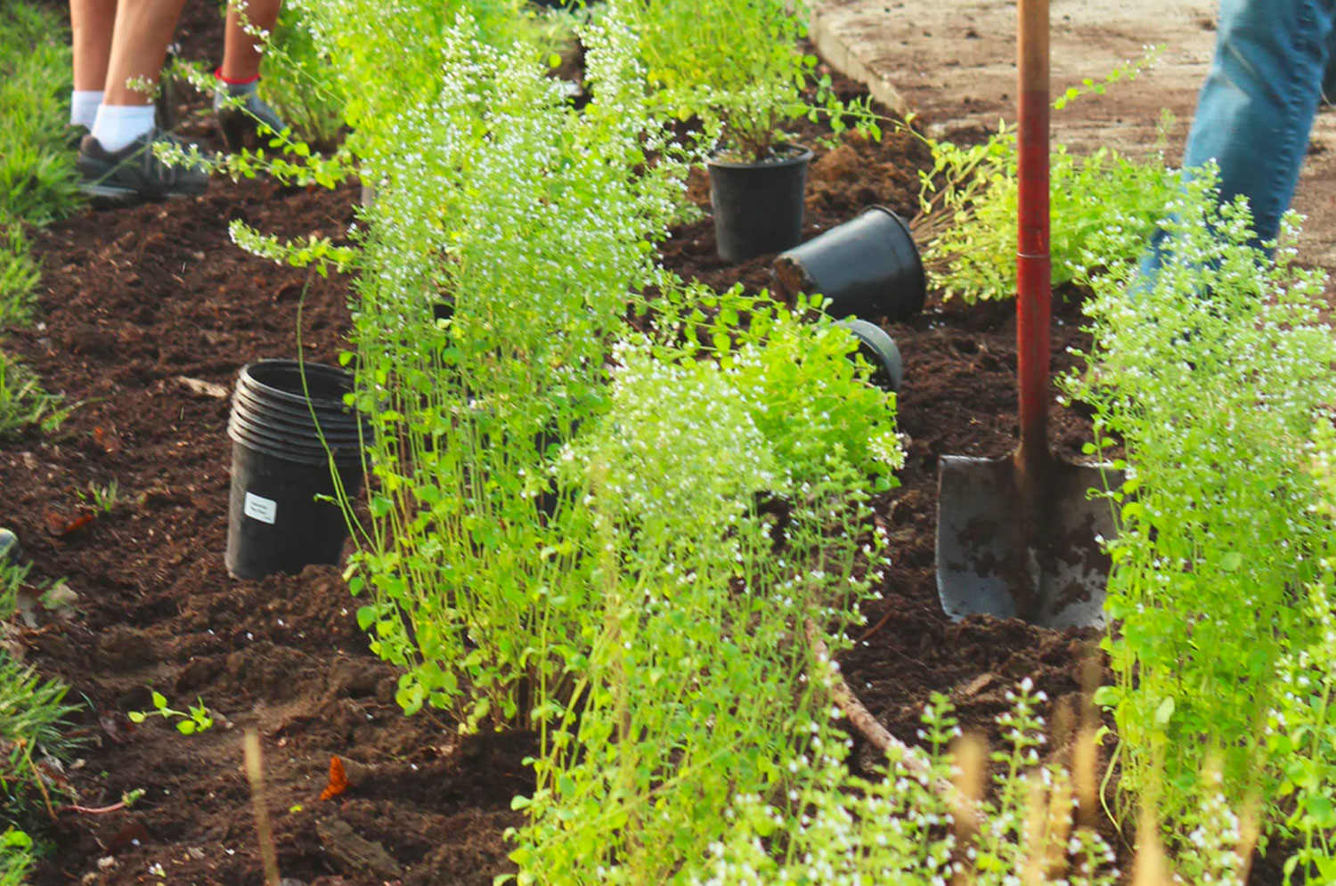 Duke mbjellë Duke mbjellë